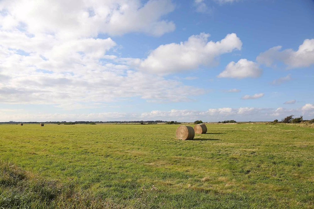 Bild - Reetgedeckte Neubauhaushälften in zurückgezogener Wiesenlage